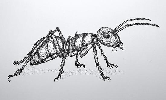 Ant