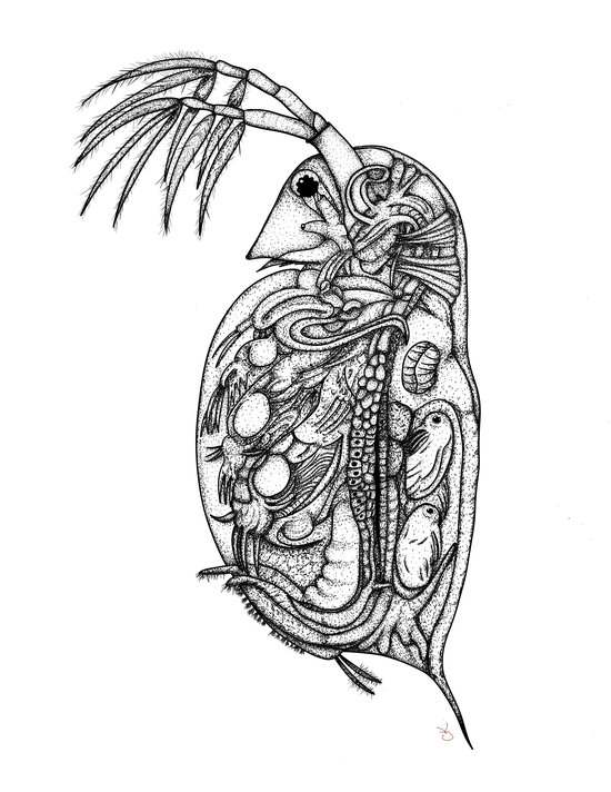 Daphnia