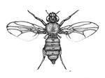 Drosophila