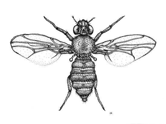 Drosophila