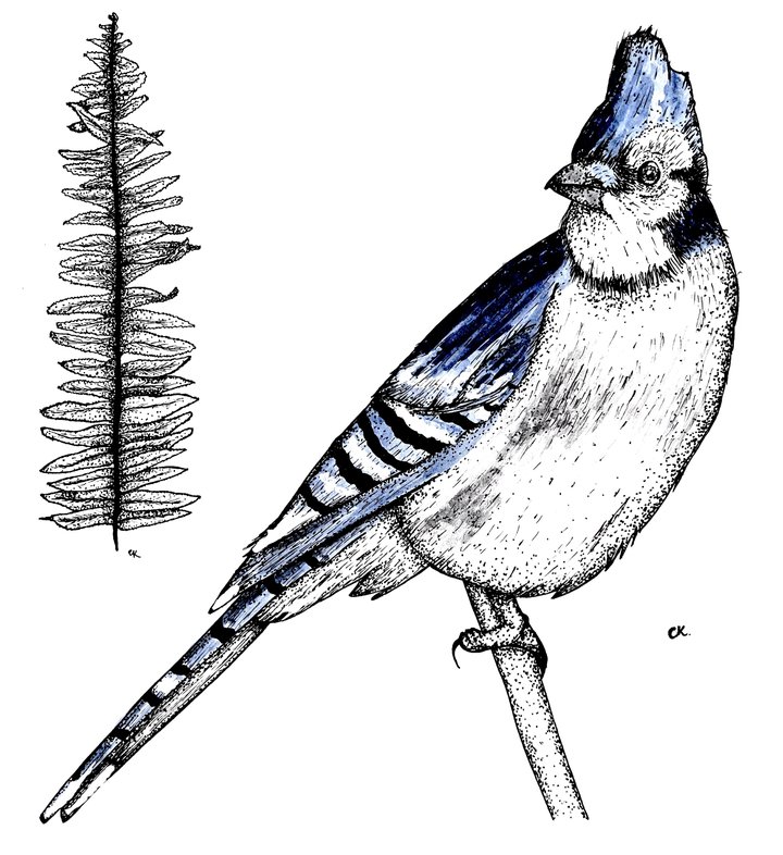 Fern leaf and Blue Jay