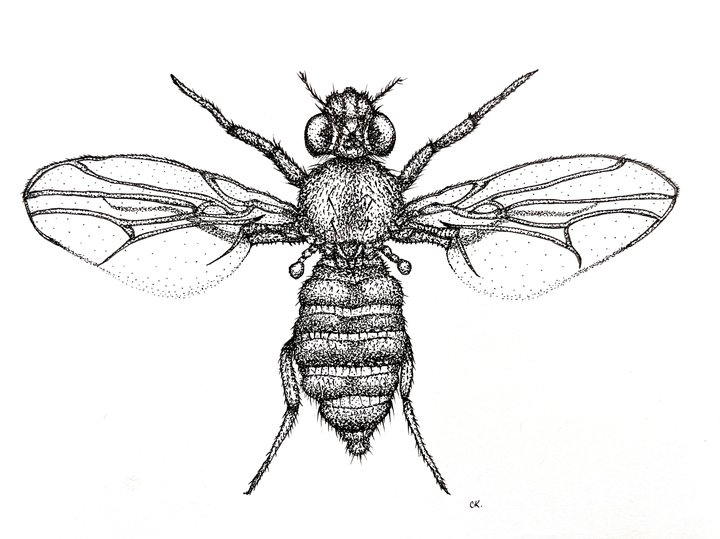 Drosophila