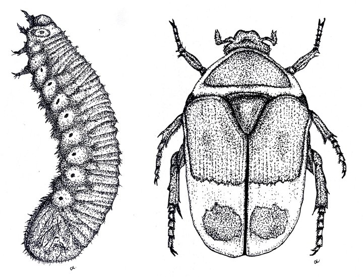 Pachnoda marginata