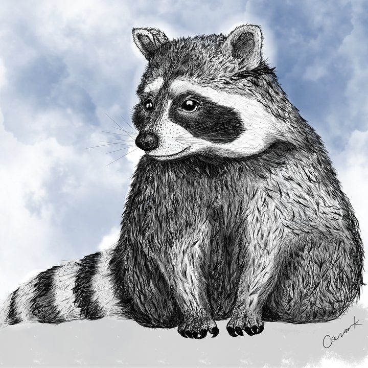 Raccoon